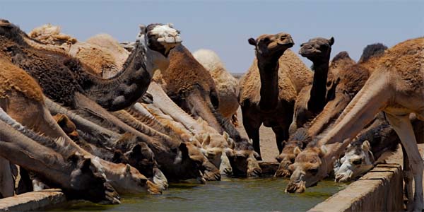 ¿Sabías que los camellos aguantan hasta 10 días sin beber agua, pero…