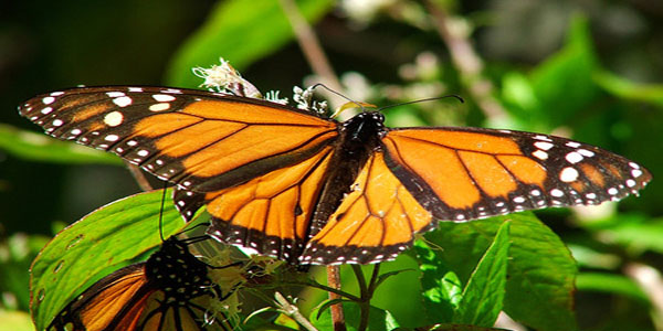 ¿Sabías que las mariposas monarcas se medican con plantas?