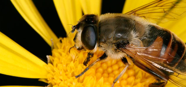 ¿Sabias qué la cafeína activa la memoria de las abejas?