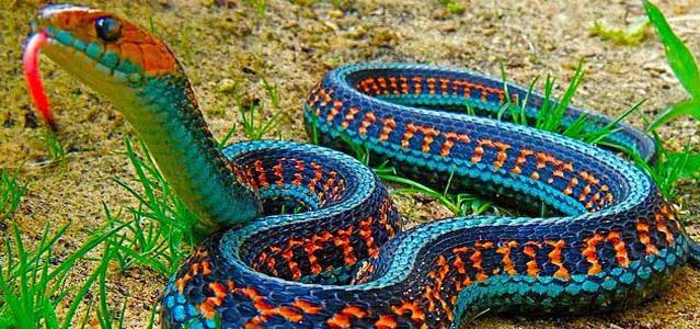 Hermosa serpiente de jarretera o culebra rayada.